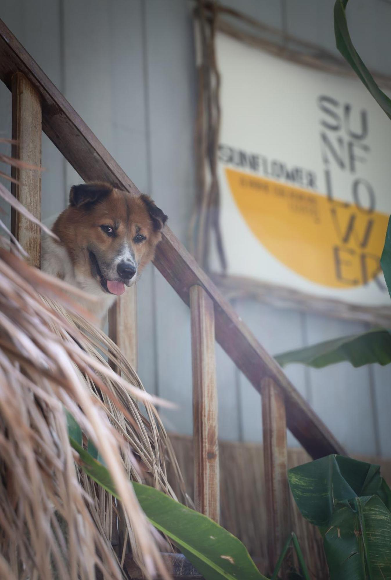 Sunflower Guesthouse And Animal Rescue - リペ島 エクステリア 写真